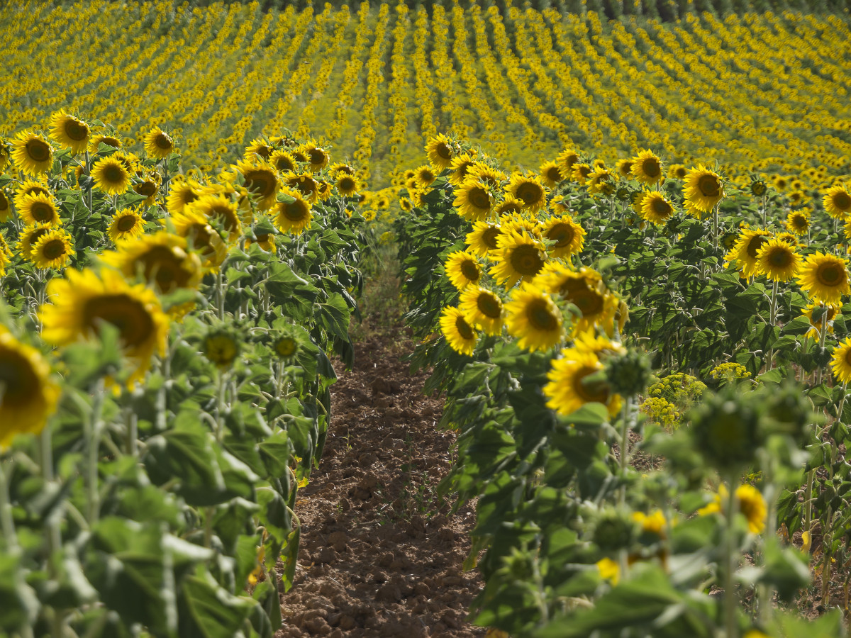 sunflowers_fields_yellow_pipes_sunflower_nature_yellow_flower_oil-603730