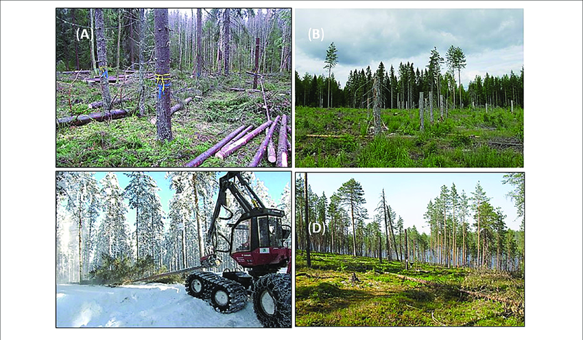 Examples-of-cutting-treatments-in-the-Finnish-research-and-development-project-Forest